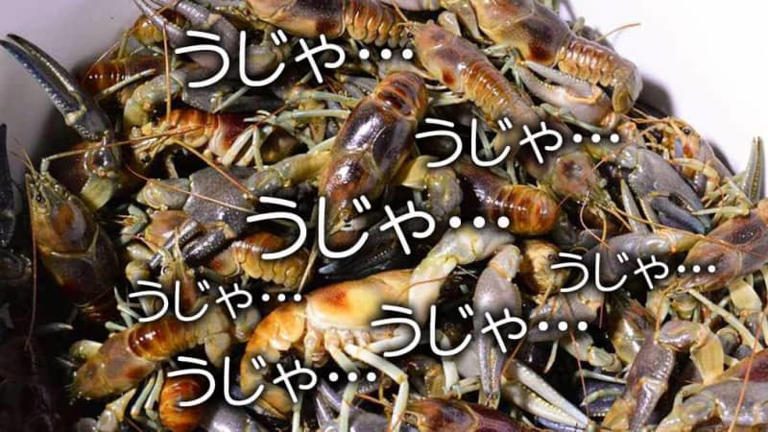 ［閲覧注意］ザリガニって美味いの!?大量捕獲して食べてみた結果が意外すぎた！